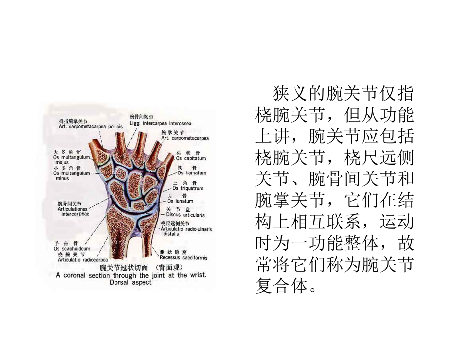 腕关节解剖ppt课件.ppt_第2页