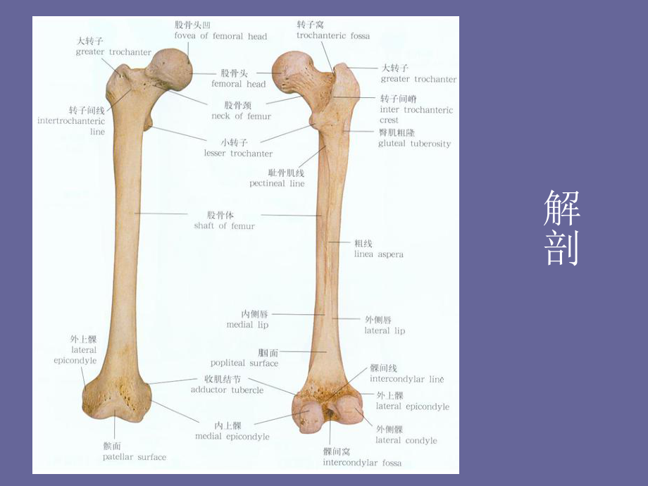 股骨颈骨折病人的护理ppt课件.ppt_第2页