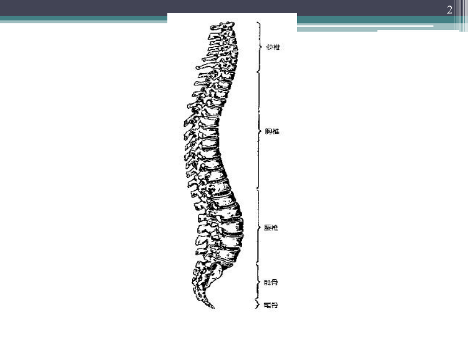 腰椎间盘突出===ppt课件.pptx_第2页