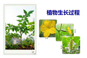 植物生长过程ppt课件.ppt