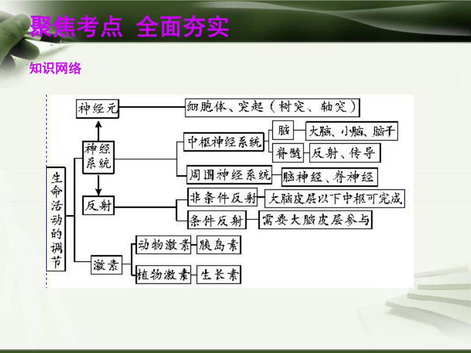 2014总复习(浙江地区专版)考点精讲：第07讲--生命活动的调节ppt课件.ppt_第2页