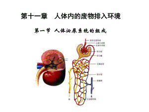 111泌尿系统组成.ppt