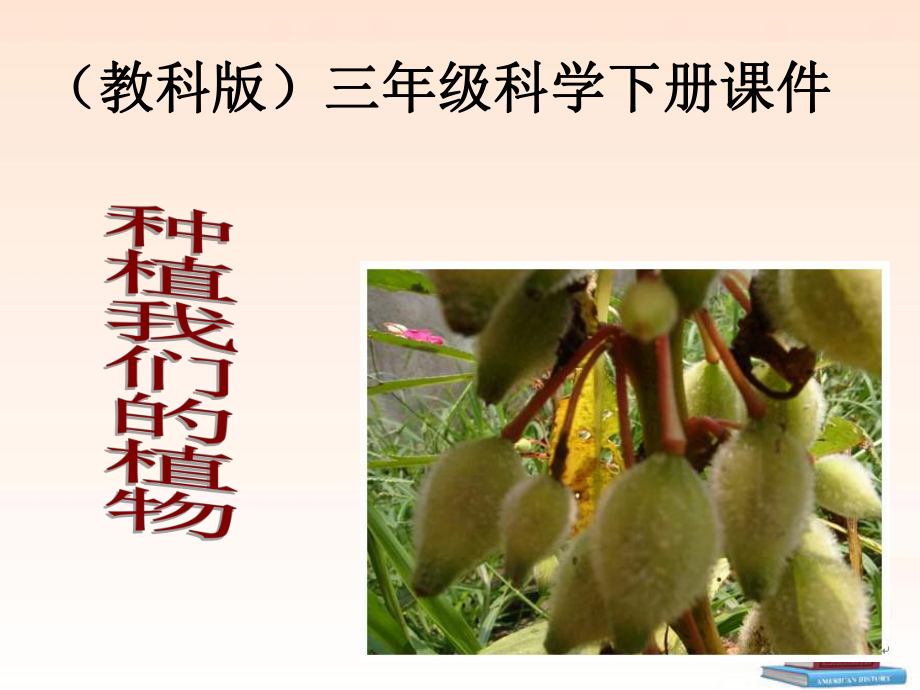 三年级科学下册-种植我们的植物-1ppt课件-教科版.ppt_第1页