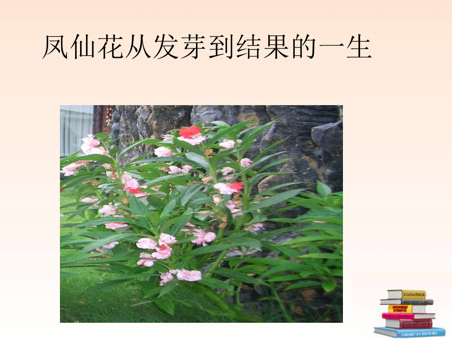 三年级科学下册-种植我们的植物-1ppt课件-教科版.ppt_第2页