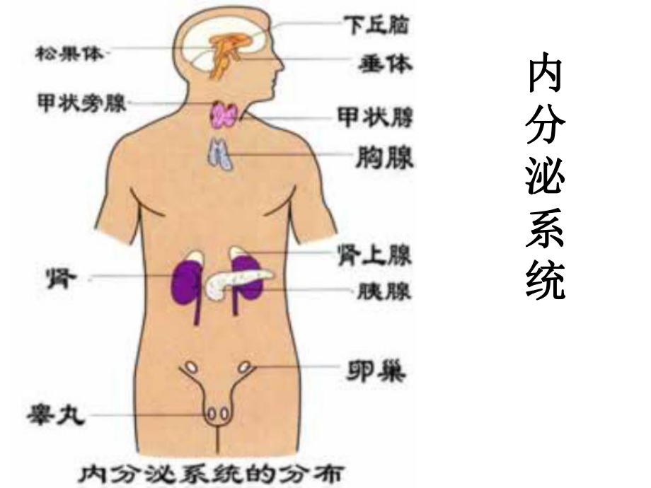 人体解剖学(内分泌系统)ppt课件.ppt_第1页