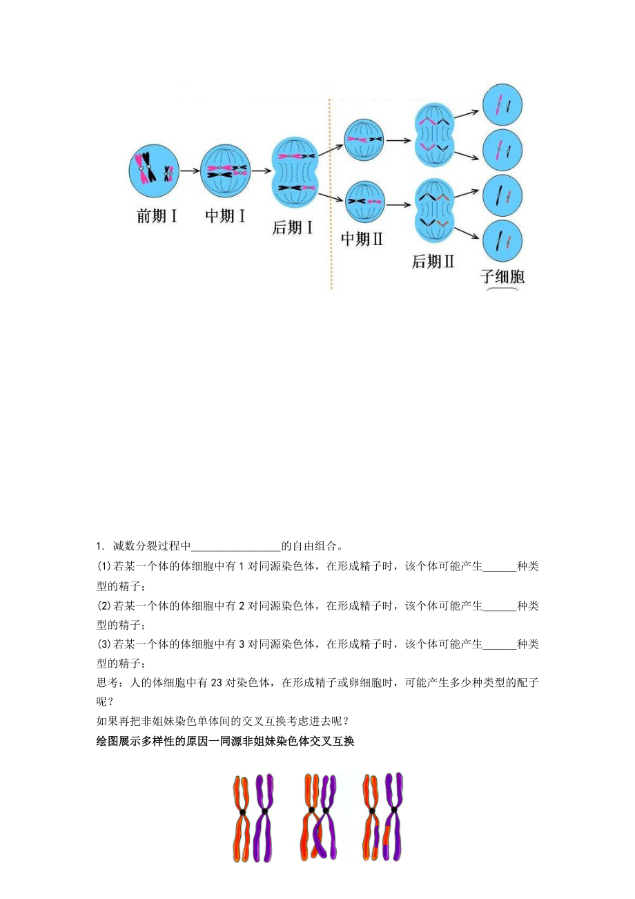 【高中生物】人教高中生物必修2导学案：第二章第1节-减数分裂和受精作用第3课时.doc_第2页