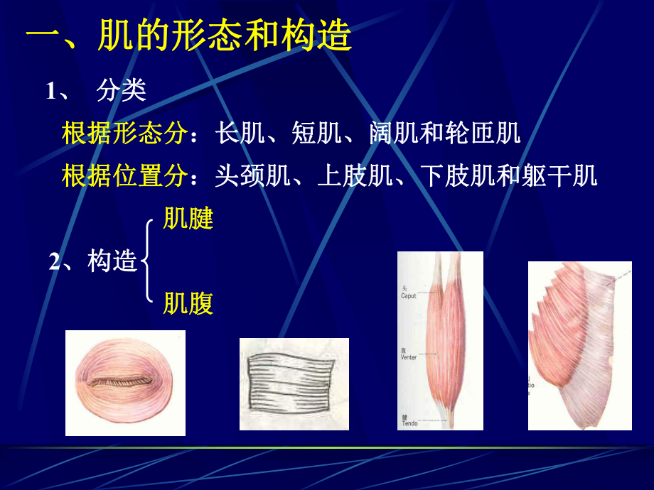 人体解剖学课程-运动系统-骨骼肌ppt课件.ppt_第2页