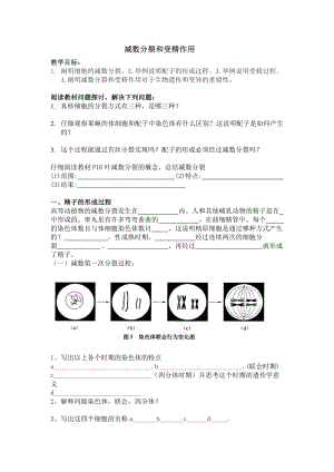 【高中生物】减数分裂和受精作用.doc