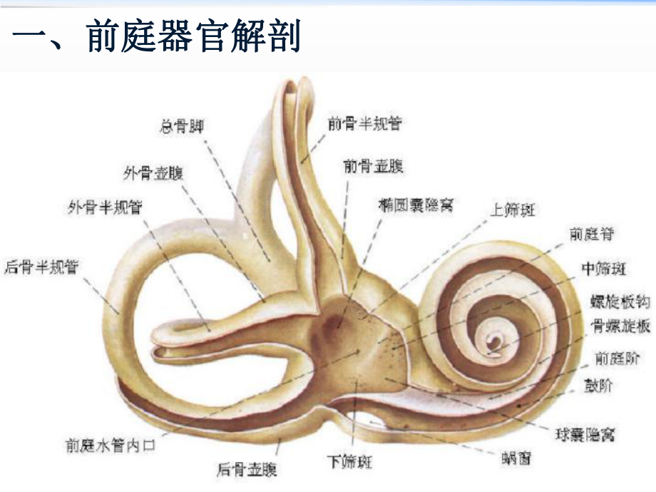 前庭眩晕评估与康复技术ppt课件.ppt_第2页