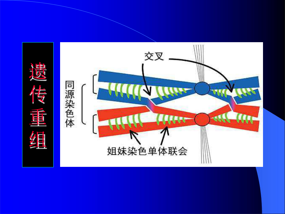 第12章基因组进化的机制重组与转座ppt课件.pptx_第2页