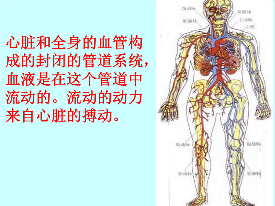 生物：4.4.2《血流的管道──血管》ppt课件1(人教版七年级下).ppt_第2页