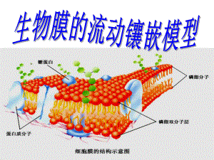 流动镶嵌模型 (2).ppt