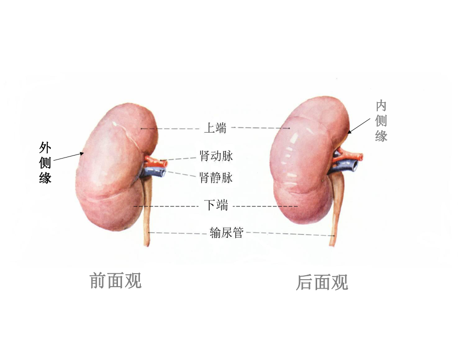 肾脏解剖结构.ppt_第2页