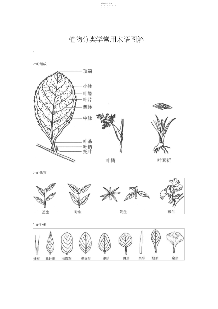 2022年植物分类学常用术语图解.docx_第1页