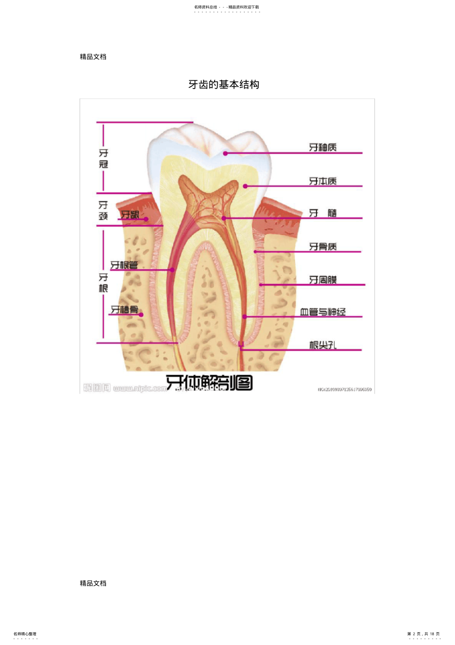 2022年最新口腔基本知识 .pdf_第2页