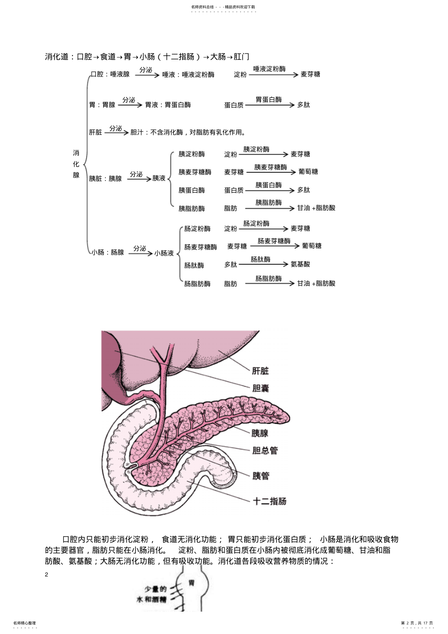 2022年沪科版高中生命科学第一册.《生物体内营养物质的转变》word知识点总结 .pdf_第2页