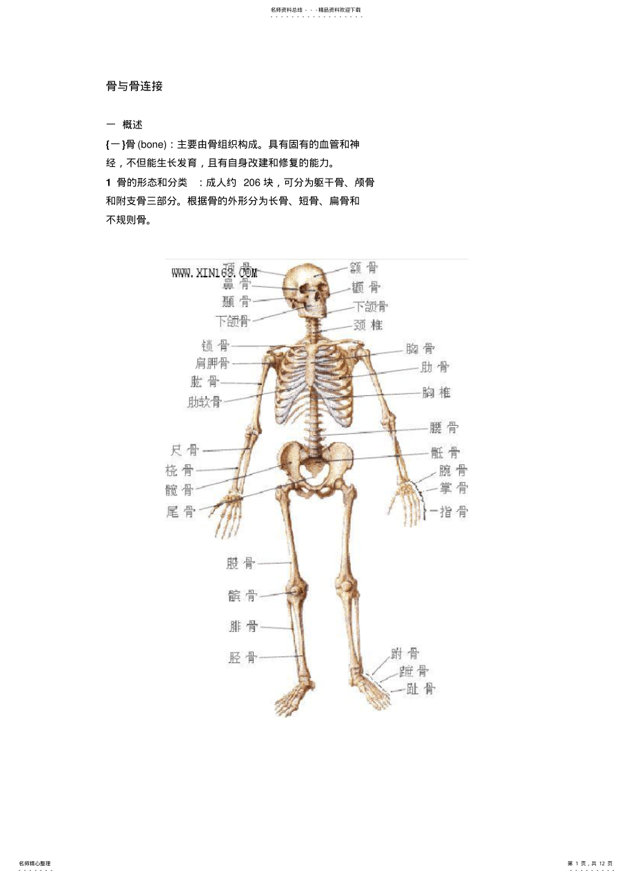 2022年2022年骨与骨连接 .pdf_第1页