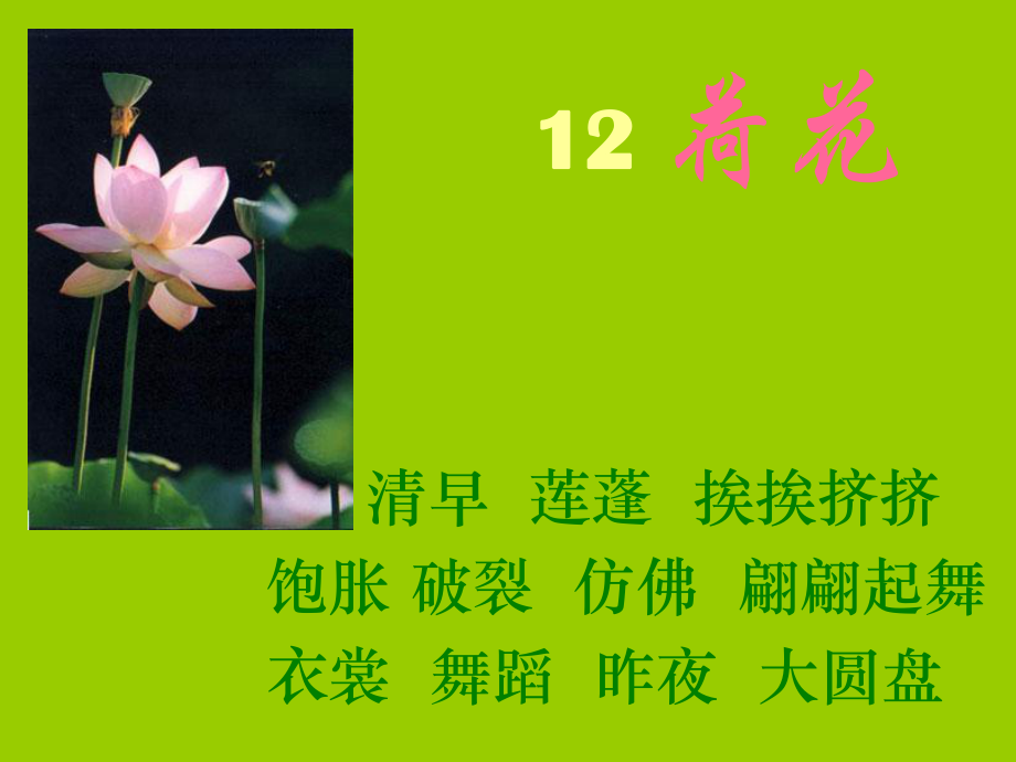 12、荷花.ppt_第1页