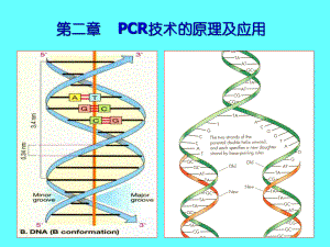 PCR的原理与应用ppt课件.ppt