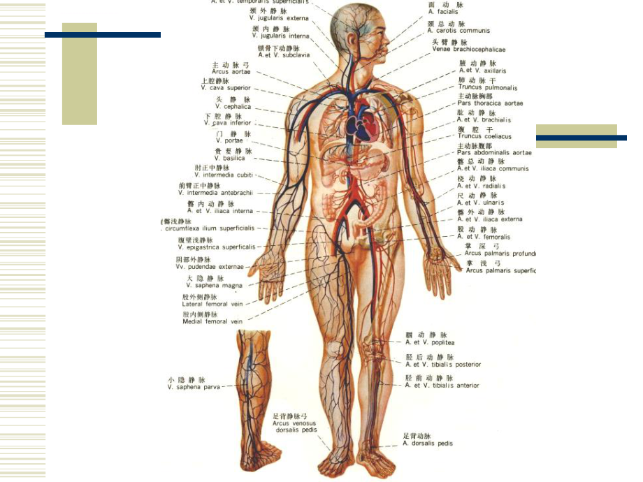 循环系统解剖ppt课件.ppt_第2页