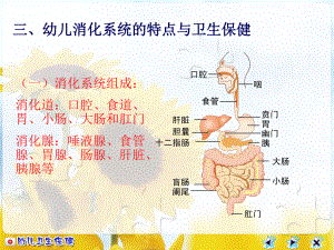 幼儿消化系统及卫生保健ppt课件.ppt