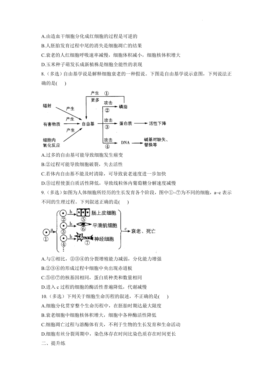 新高考生物一轮复习练习（2）细胞的分化、衰老和凋亡 .docx_第2页