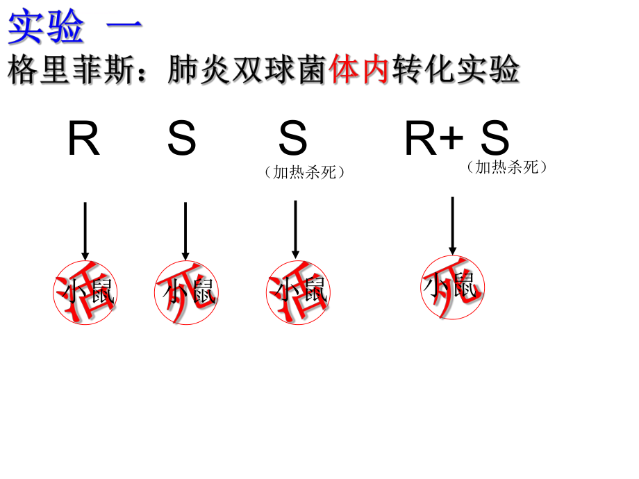 DNA分子、复制、转录、翻译ppt课件.ppt_第2页