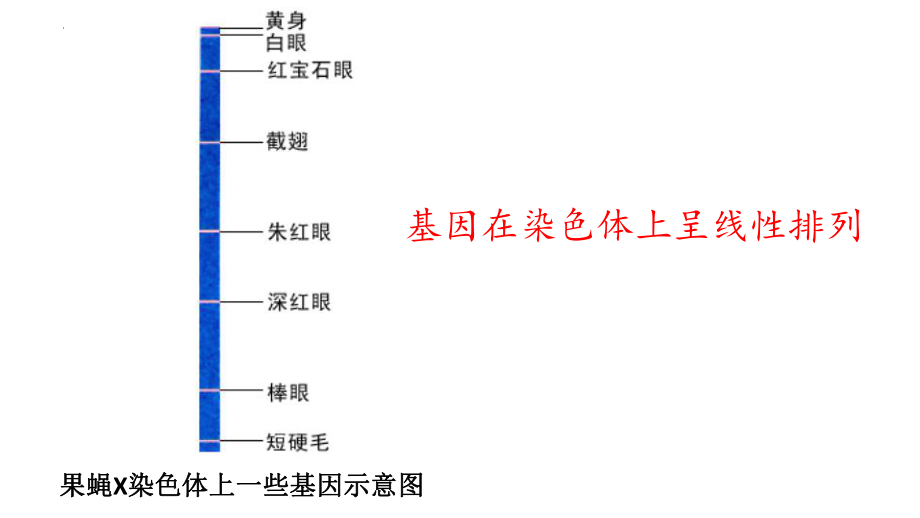 3.4基因通常是有遗传效应的DNA片段课件--高一下学期生物人教版必修2.pptx_第2页