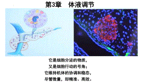 激素与内分泌系统课件设计_高中_生物_牟绍焱.pptx