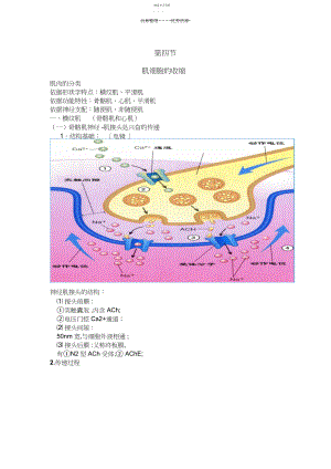 2022年第四节肌细胞的收缩.docx