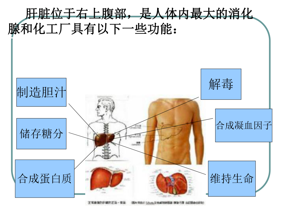 乙肝健康教育ppt课件.ppt_第2页