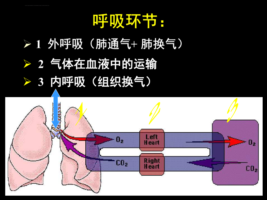 生理学完整ppt课件-呼吸.ppt_第2页