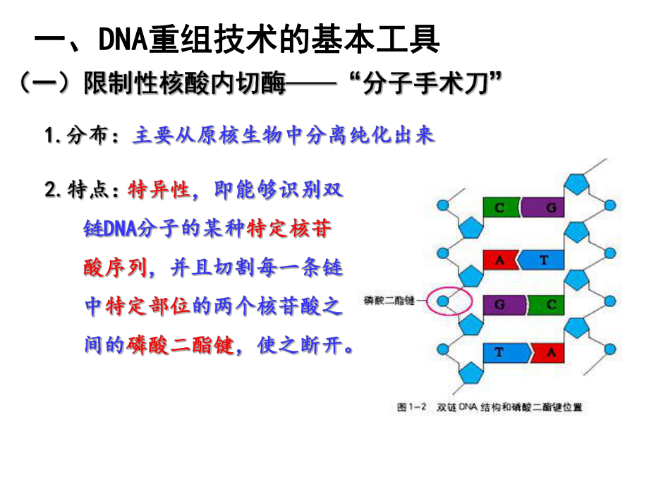 专题一-基因工程ppt课件.ppt_第2页