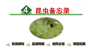 人教部编版三年级语文下册.昆虫备忘录ppt课件.ppt