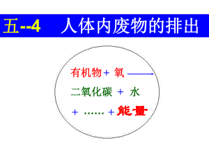 专题五—4-人体内废物的排出ppt课件.ppt