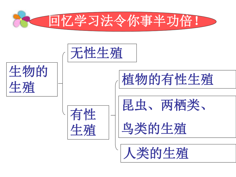 人教版生物八年级下册生物复习课资料ppt课件.ppt_第2页