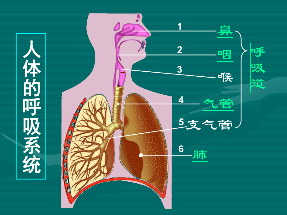 七年级生物人体的呼吸学习ppt课件.ppt_第2页