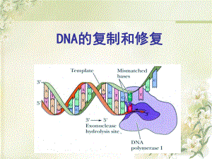 DNA的复制和修复解析ppt课件.ppt