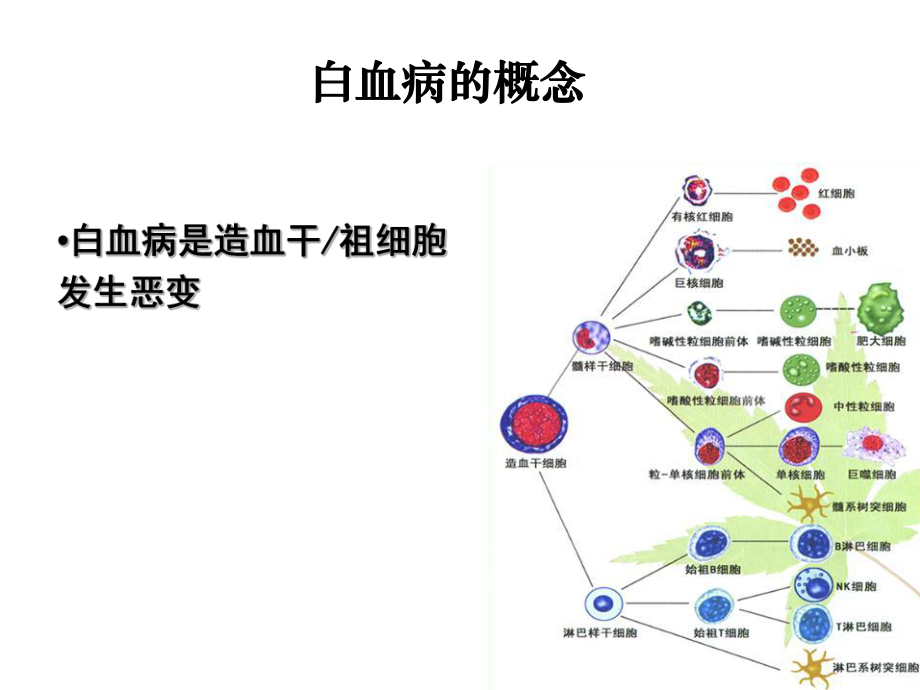 常见血液病急性白血病的MICM分型和预后ppt课件.ppt_第2页