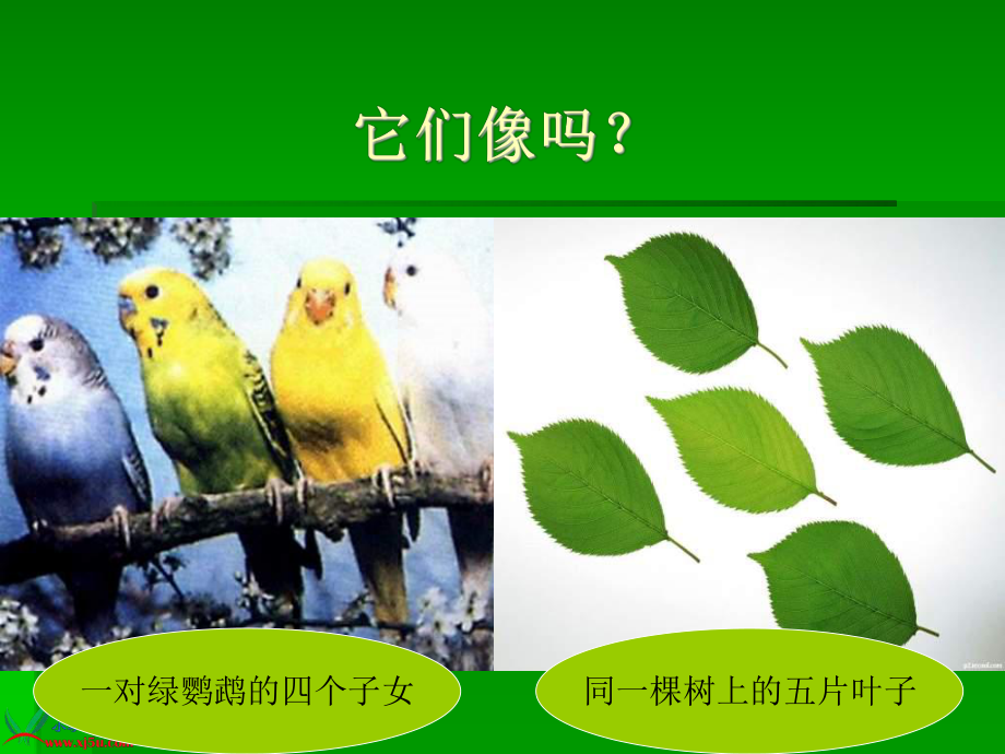 小学科学苏教版六年级下册——生物的变异现象ppt课件.ppt_第2页