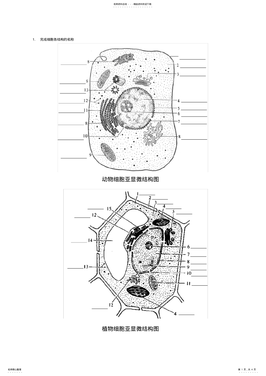 2022年高中生物动植物细胞模式图及细胞结构的比较 .pdf_第1页