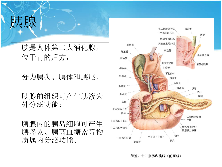 急性胰腺炎的护理-ppt课件.ppt_第2页