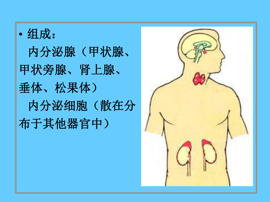 组织胚胎学13内分泌系统.ppt_第2页