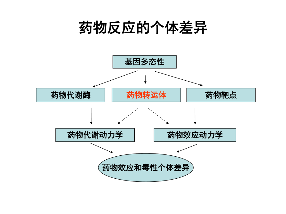 转运体的遗传药理学.ppt_第2页