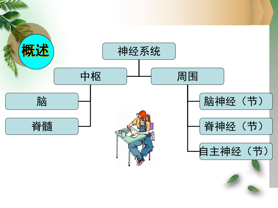 组织胚胎学08神经系统.ppt_第2页