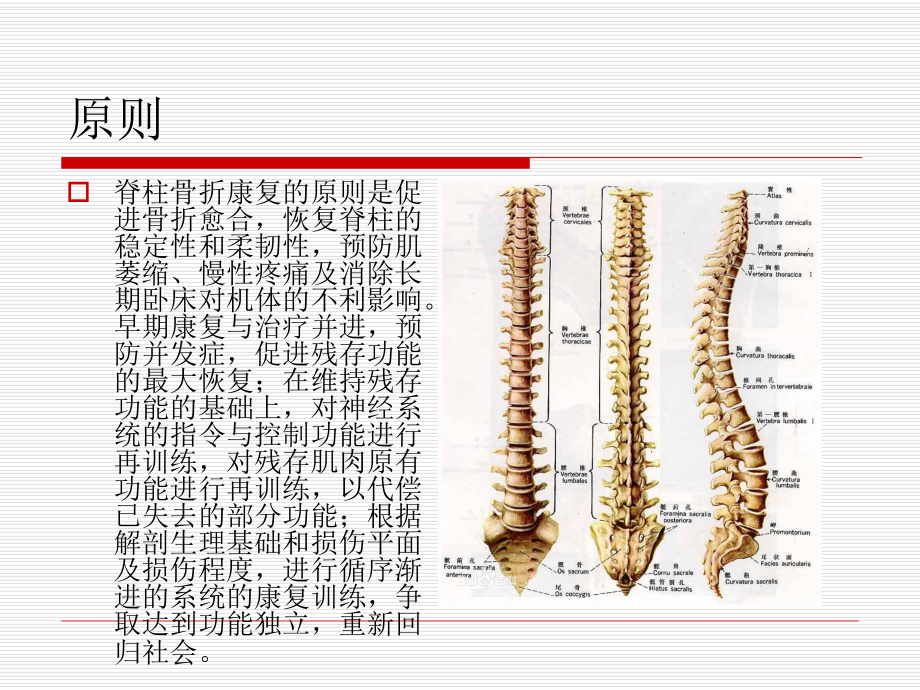 脊柱骨折康复ppt课件.ppt_第2页