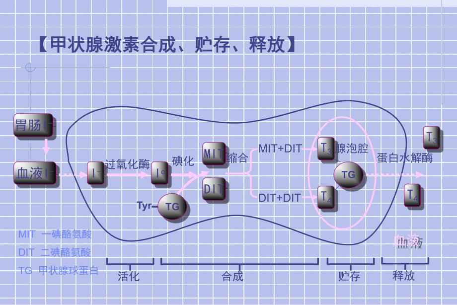 甲状腺激素及抗甲状腺药ppt课件.ppt_第2页