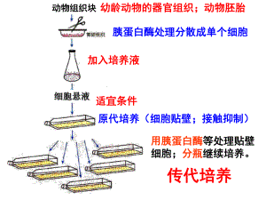 细胞融合单克隆抗体ppt课件.ppt