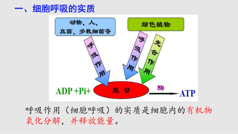 5.3细胞呼吸的原理和应用课件--高一上学期生物人教版必修1.pptx_第2页