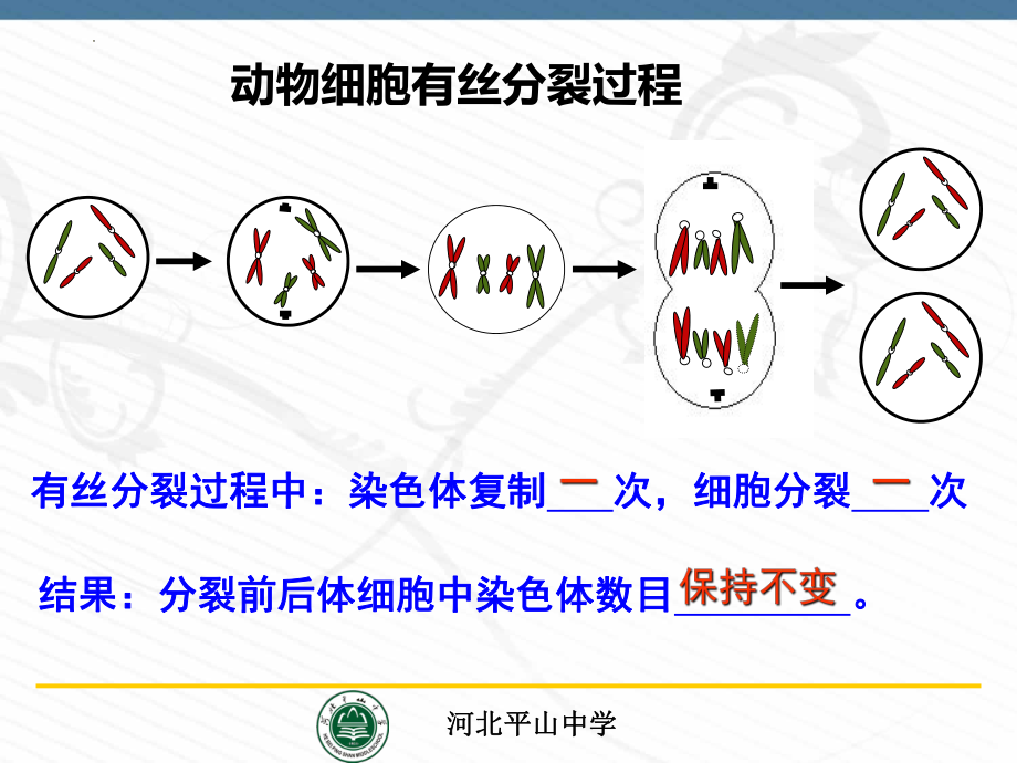 2.1 减数分裂和受精作用课件--高一下学期生物人教版必修2.pptx_第2页